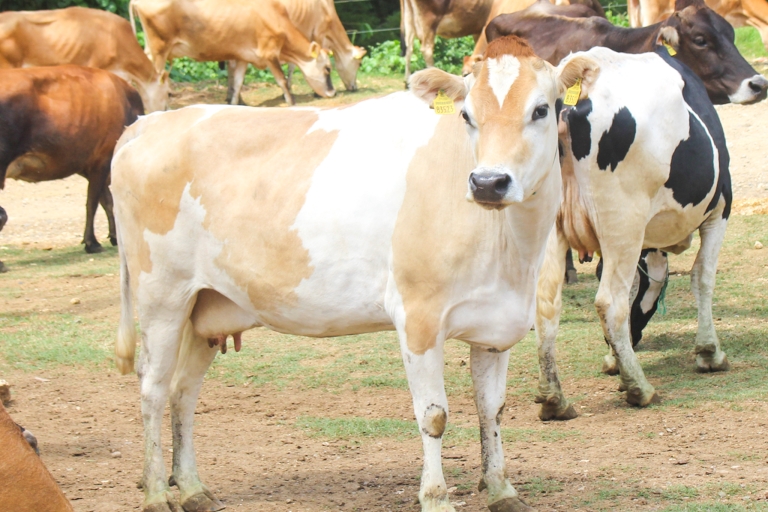 cow