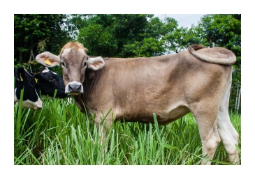 Brown Swiss