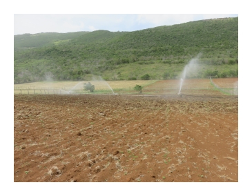 Pasture Development