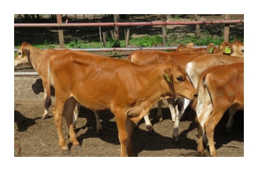 Jamaica Hope Calves